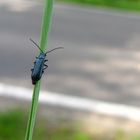 Blauer Wollkäfer