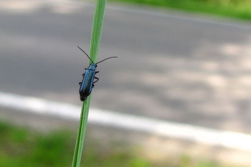 Blauer Wollkäfer