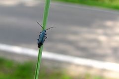 Blauer Wollkäfer