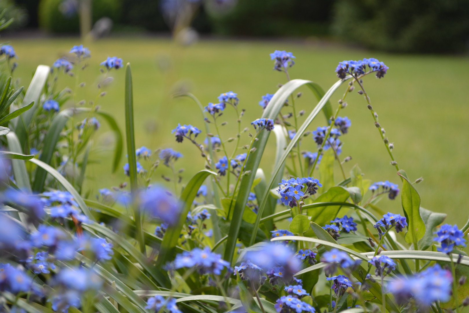 Blauer Zauber