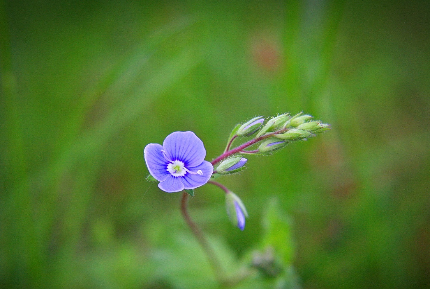 Blauer Zauber