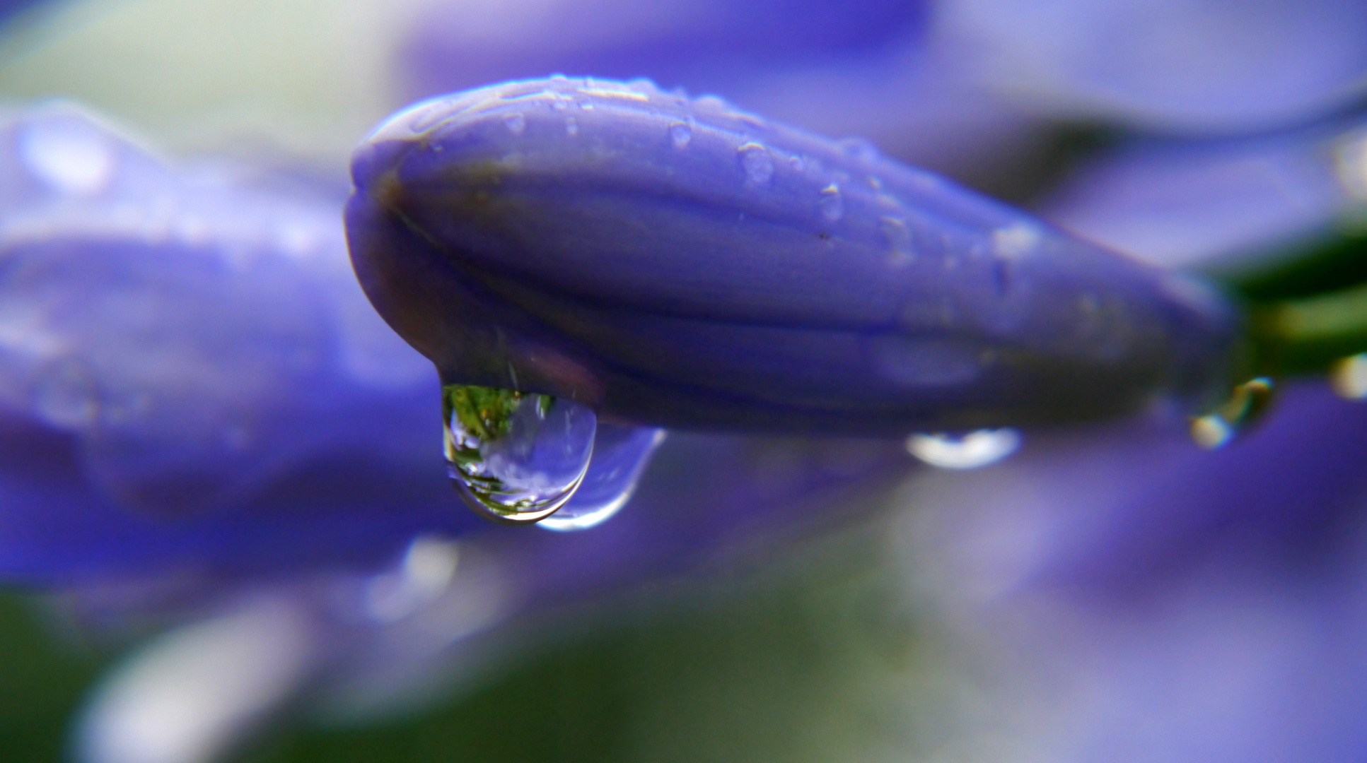 ....blauer Zeppelin im Blumenbeet......