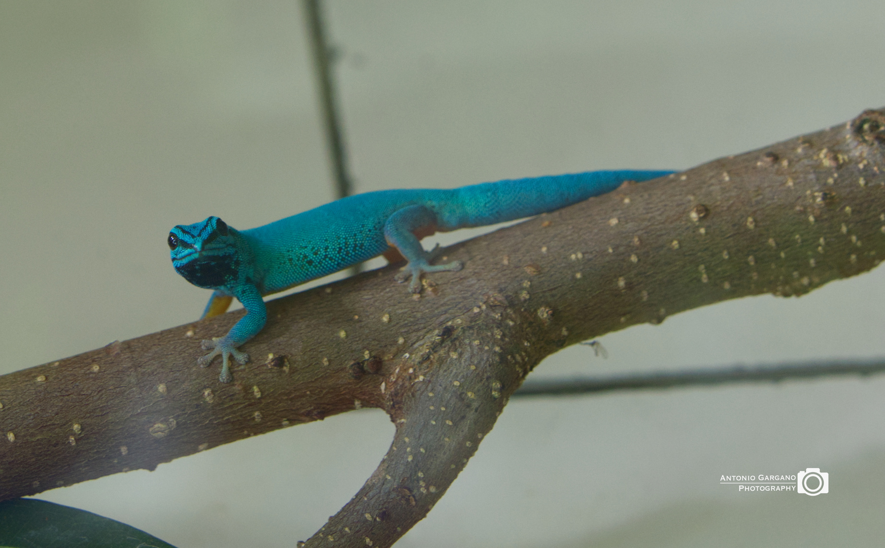 Blauer Zwerggecko - Lygodactylus Williams