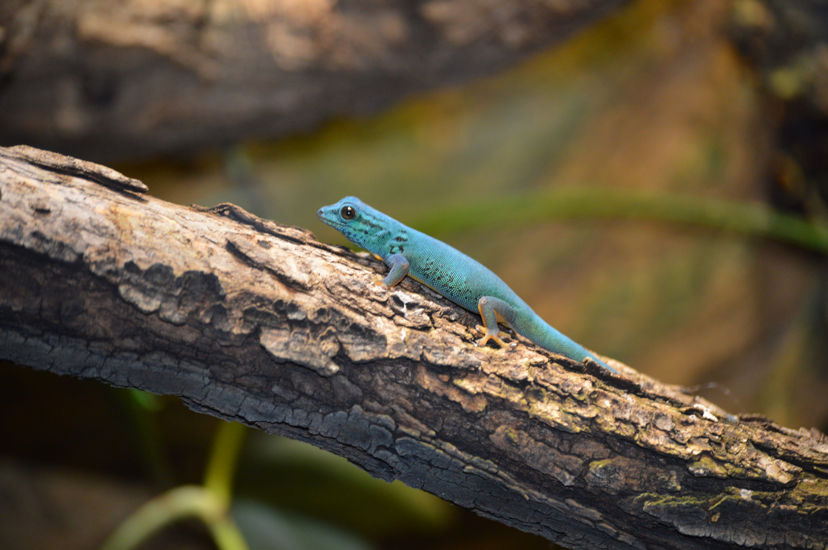 Blauer Zwerggecko Lygodactylus williamsi Foto & Bild tiere, zoo