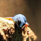 Blauer Zwergtaggecko