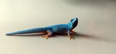 Blauer Zwergtaggecko