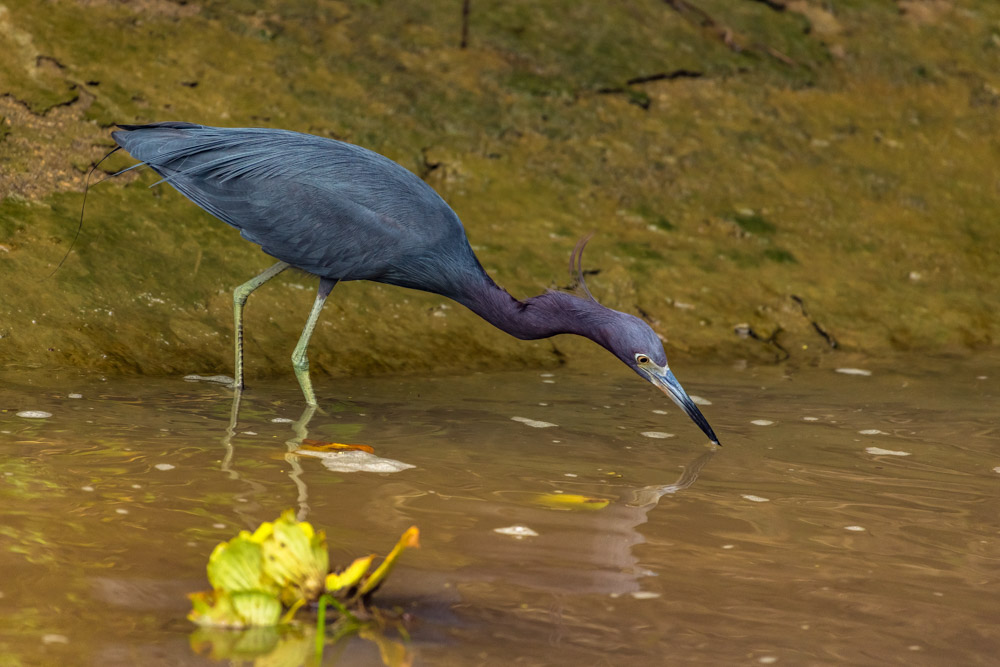 Blauereiher 