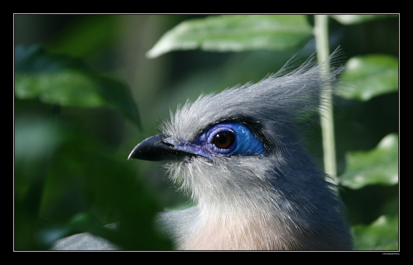 blaues auge