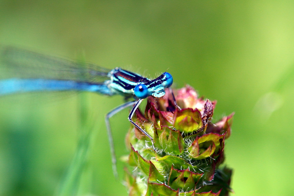 Blaues Auge