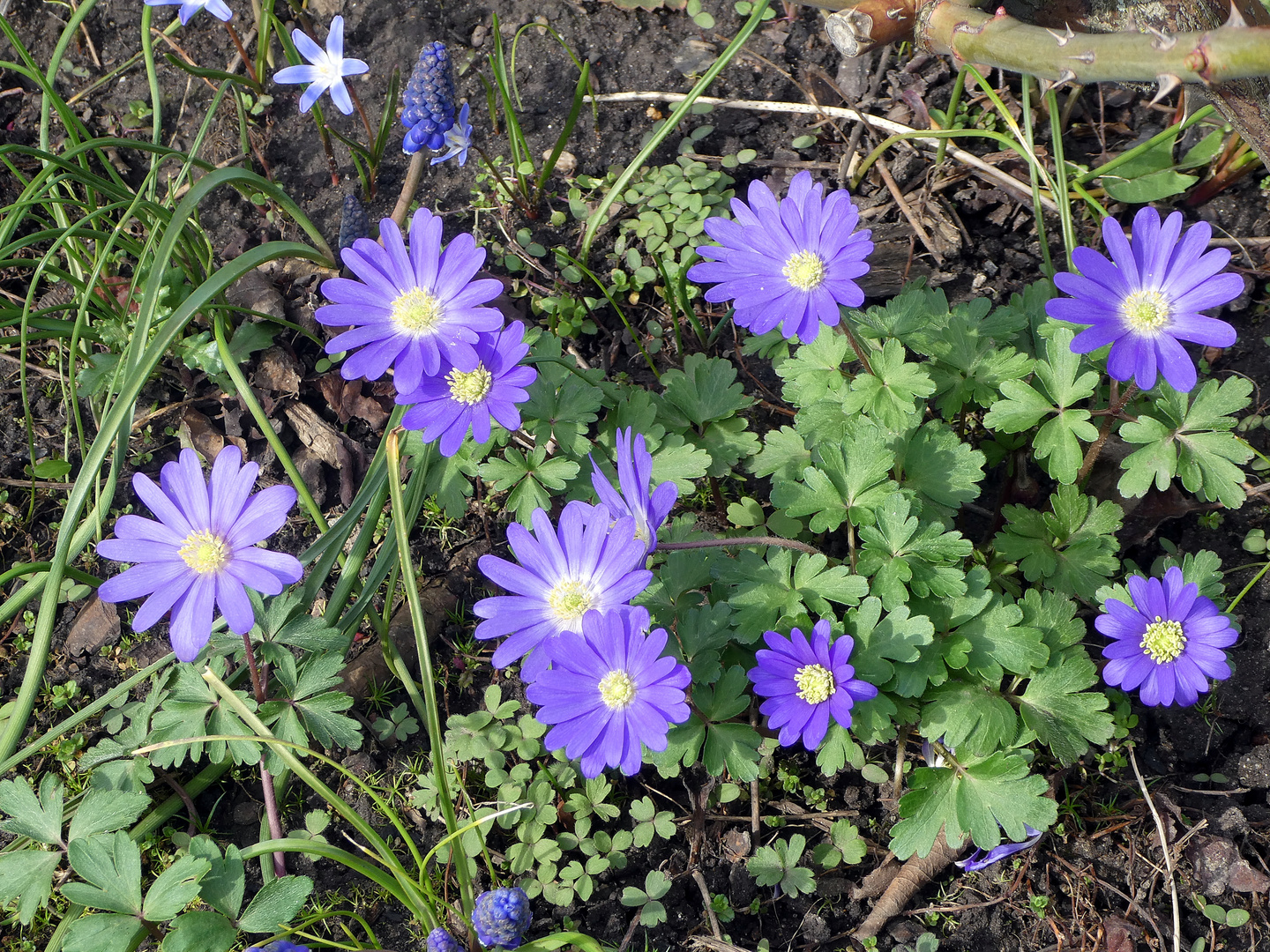 Blaues Balkan-Windröschen Foto & Bild | pflanzen, pilze & flechten ...