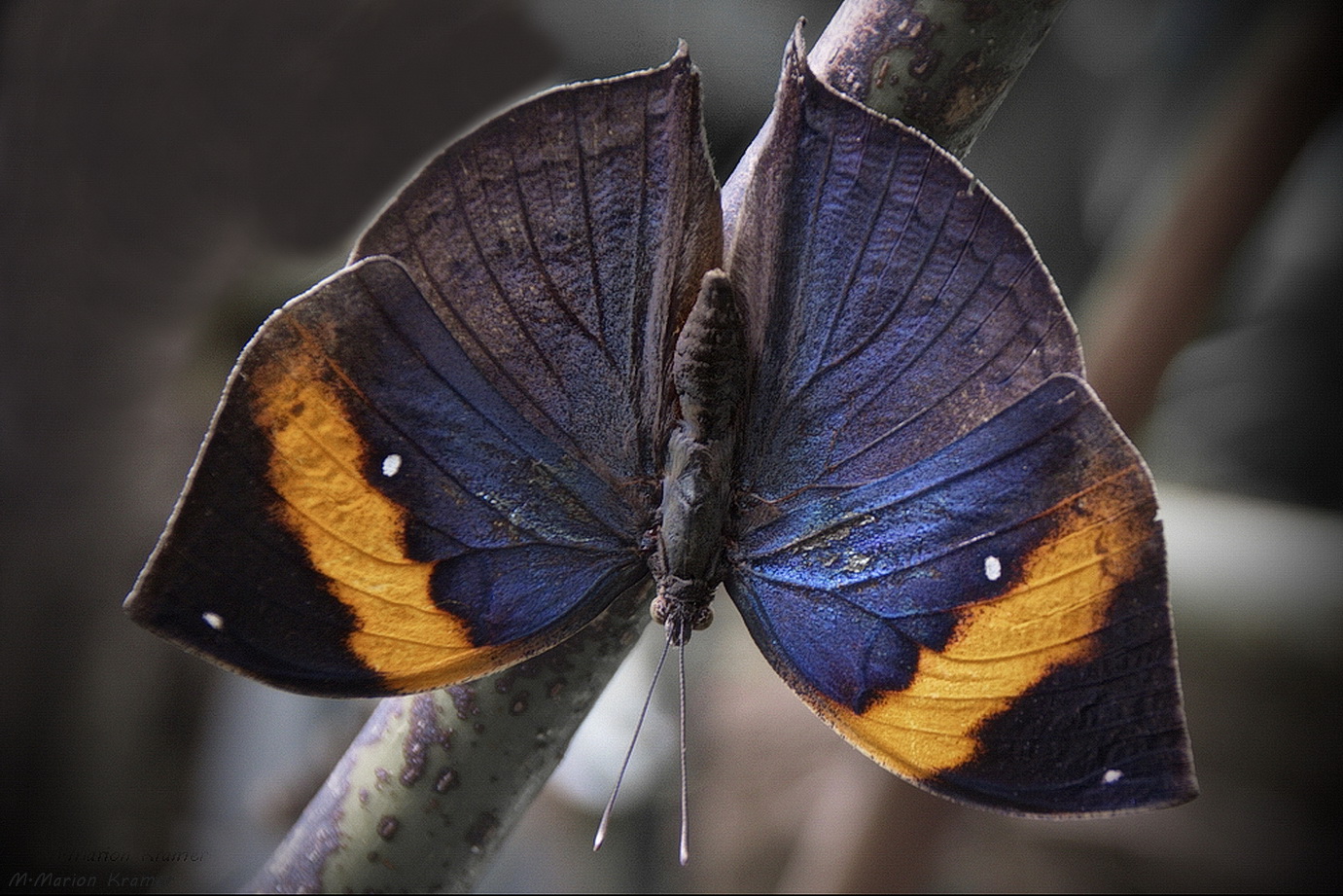 Blaues Blatt 