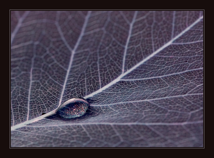 blaues Blatt und Tropfen