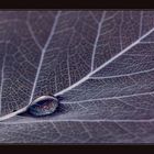 blaues Blatt und Tropfen