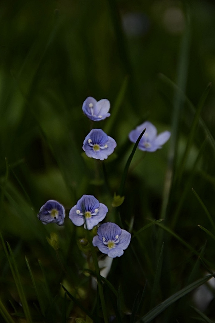 Blaues Blüemli