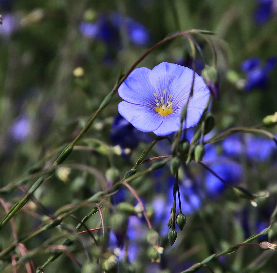 blaues Blümchen.....