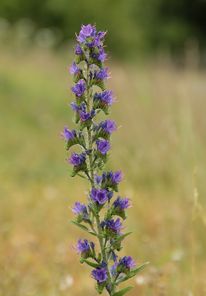 blaues Blümchen