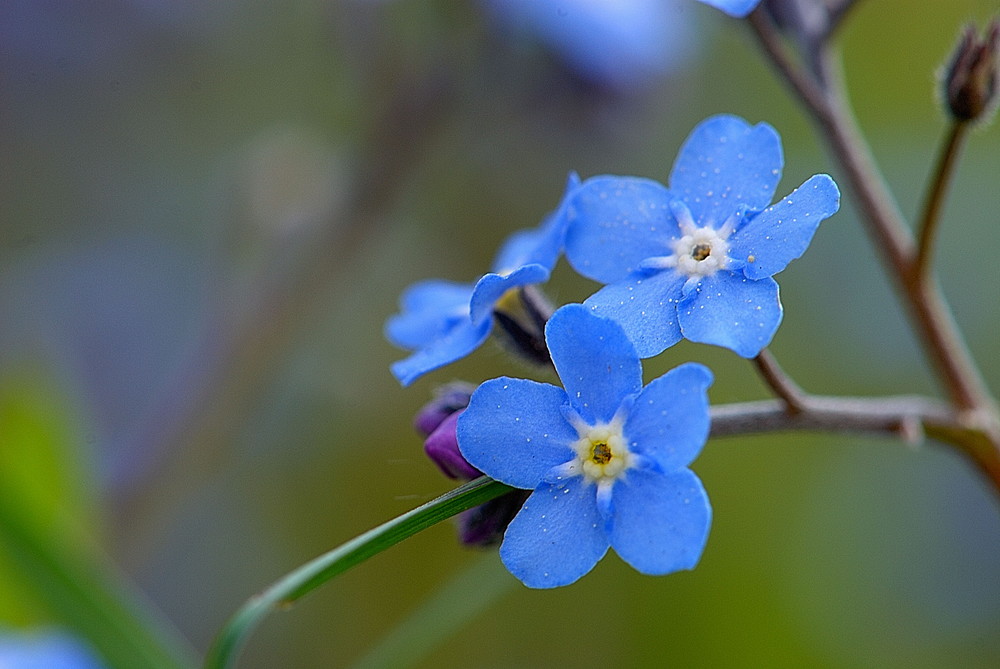 Blaues Blümchen