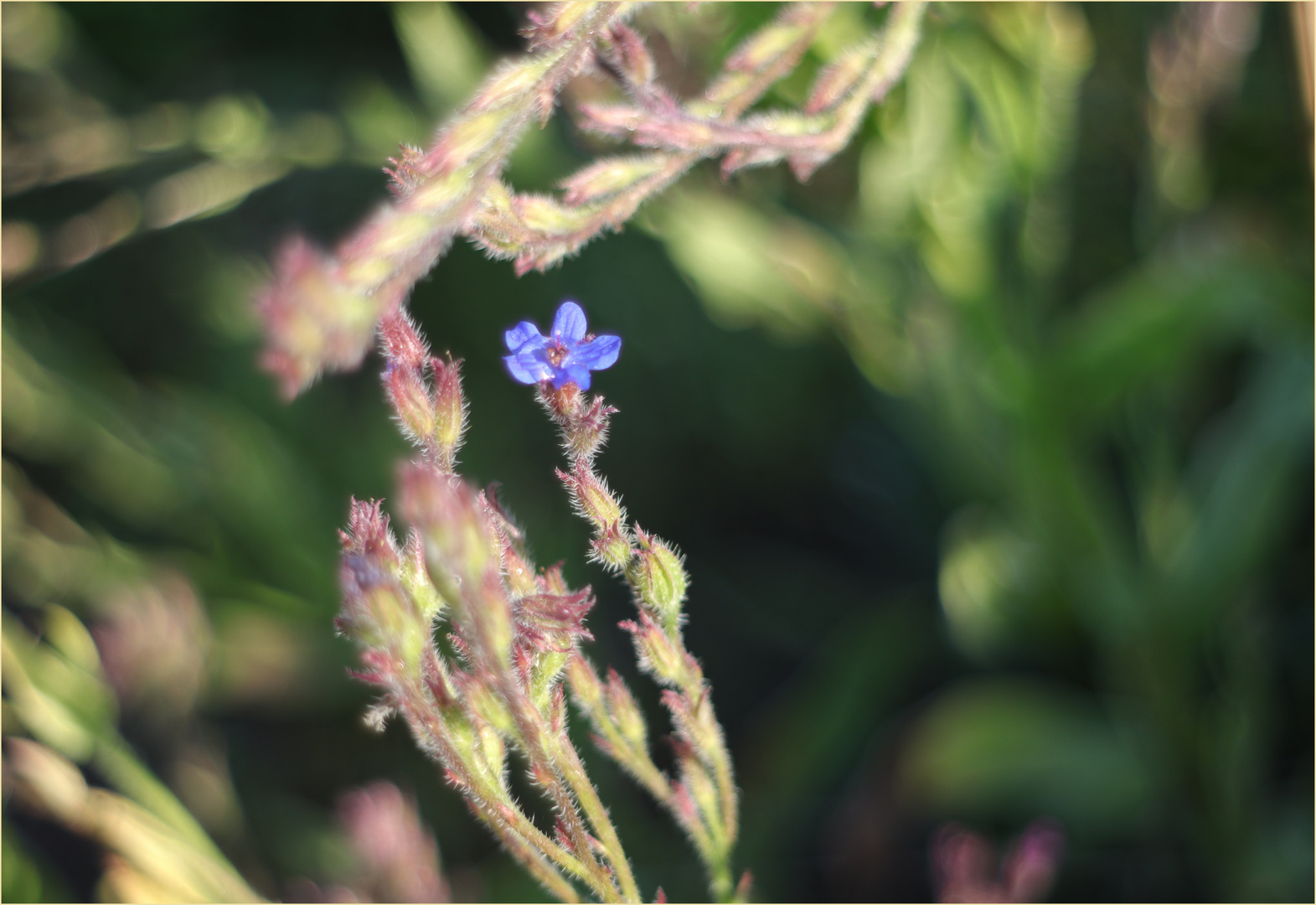 ....blaues Blümchen