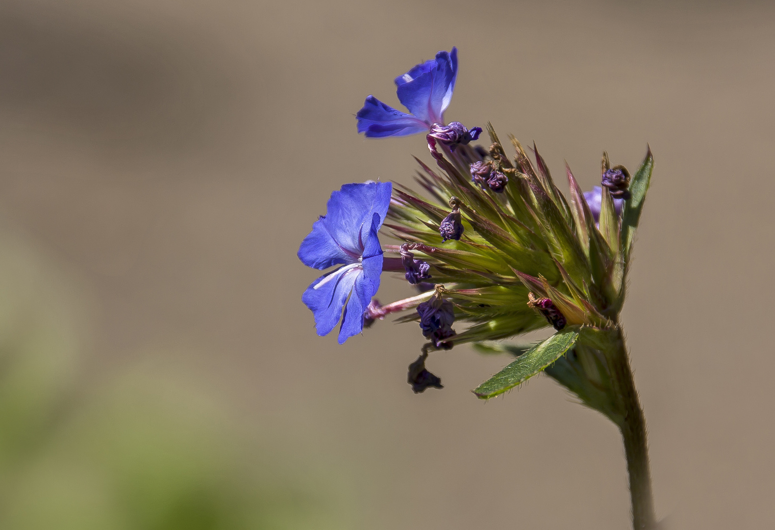 blaues Blümchen...