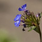 blaues Blümchen...