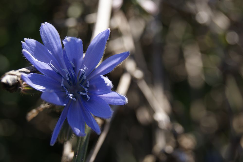 Blaues Blümchen