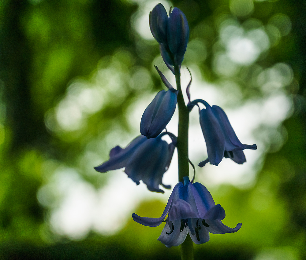 Blaues Blümchen