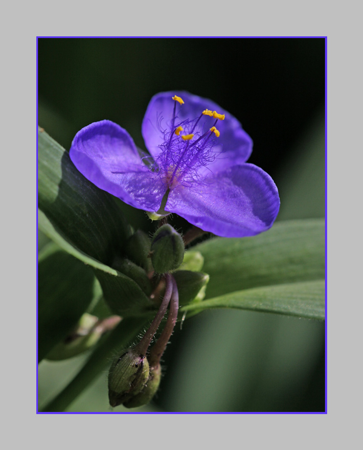 blaues Blümchen...