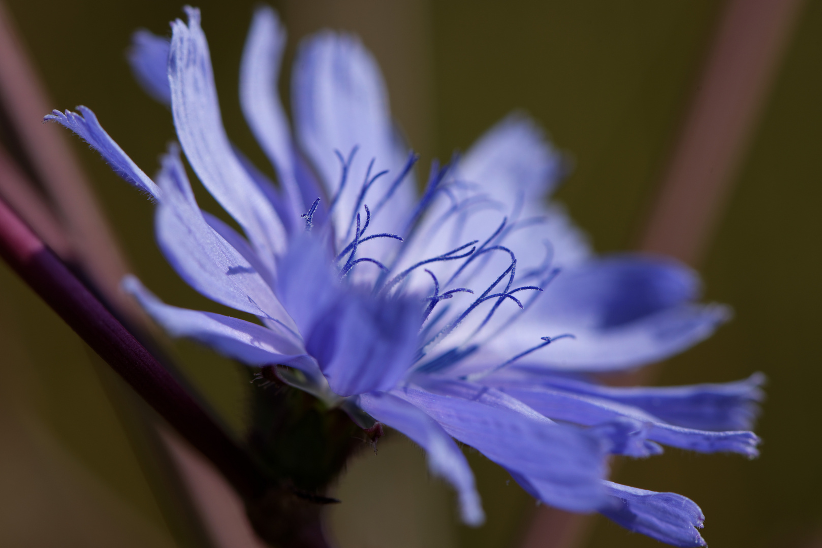 Blaues Blümchen am Morgen vertreibt Kummer und Sorgen