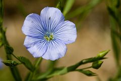 blaues blümchen auf dem acker