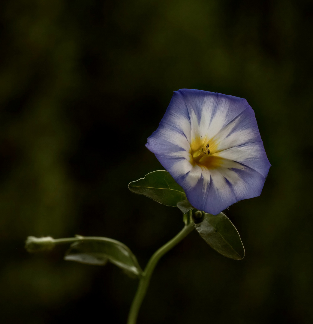 Blaues Blümchen..