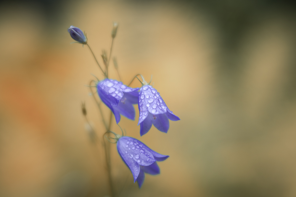 blaues Blümchen