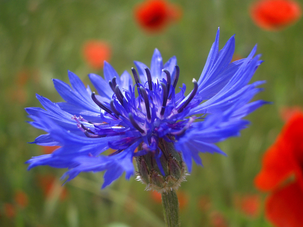 blaues Blümchen