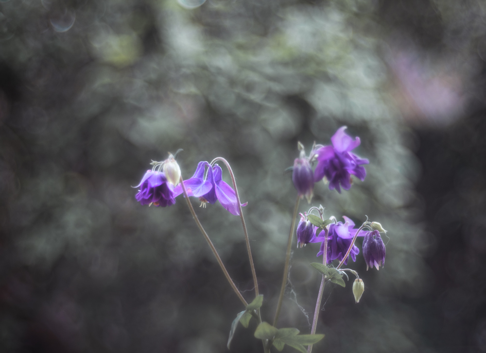 blaues Blümchen