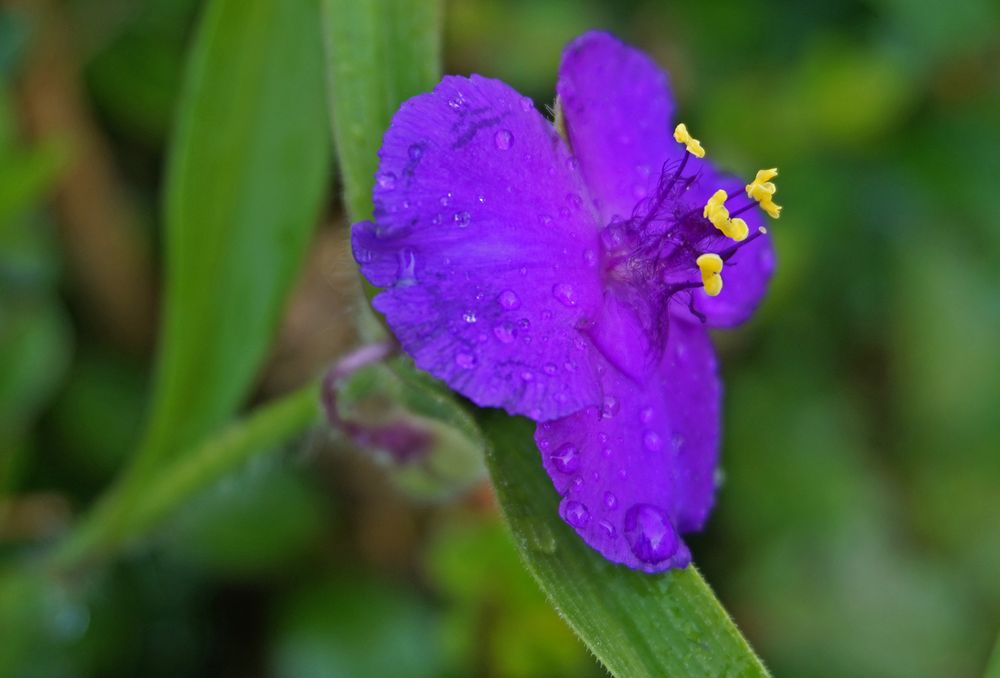 Blaues Blümchen natürlich