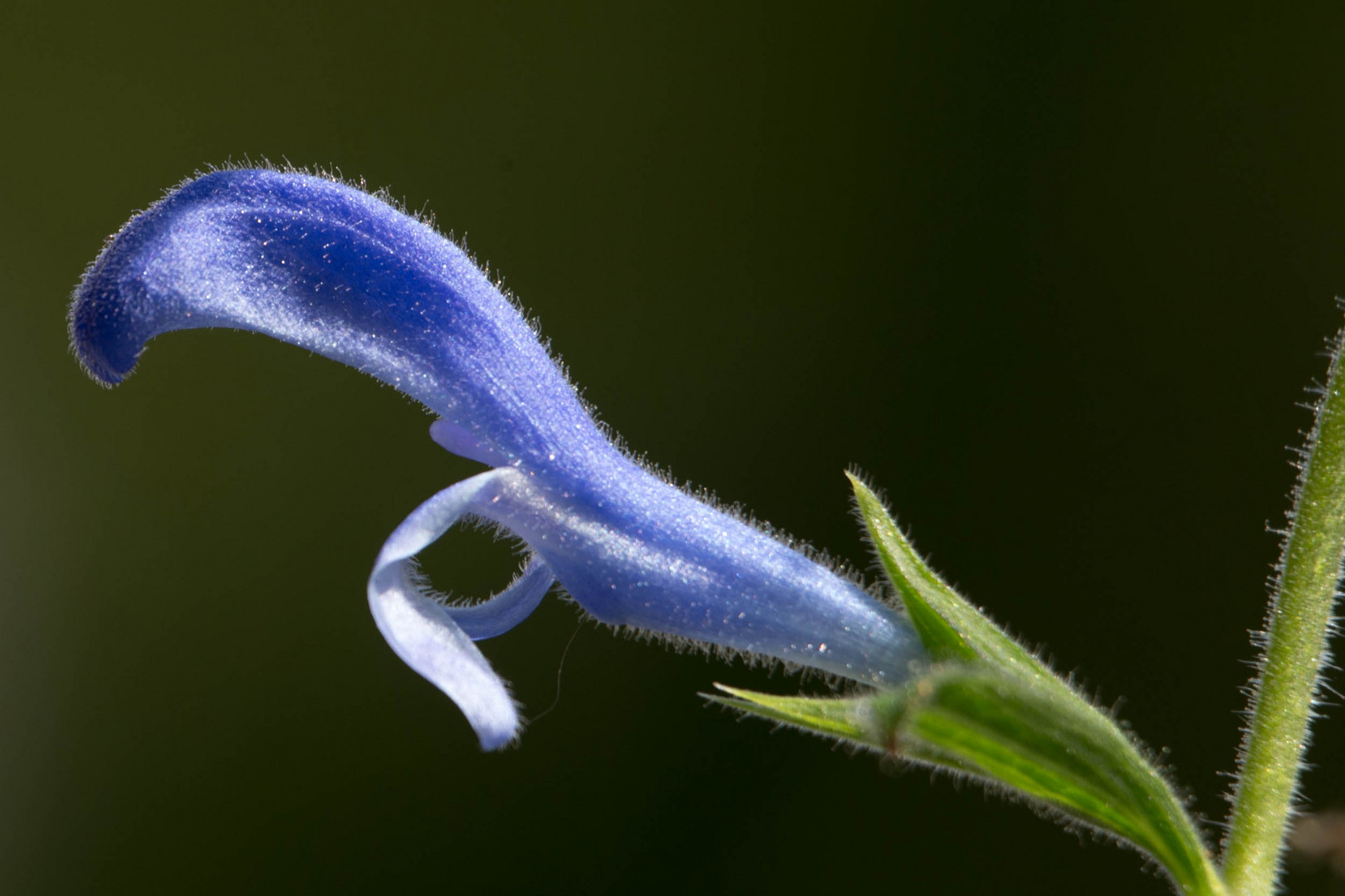 Blaues Blümchen (Salbei, danke an die community)