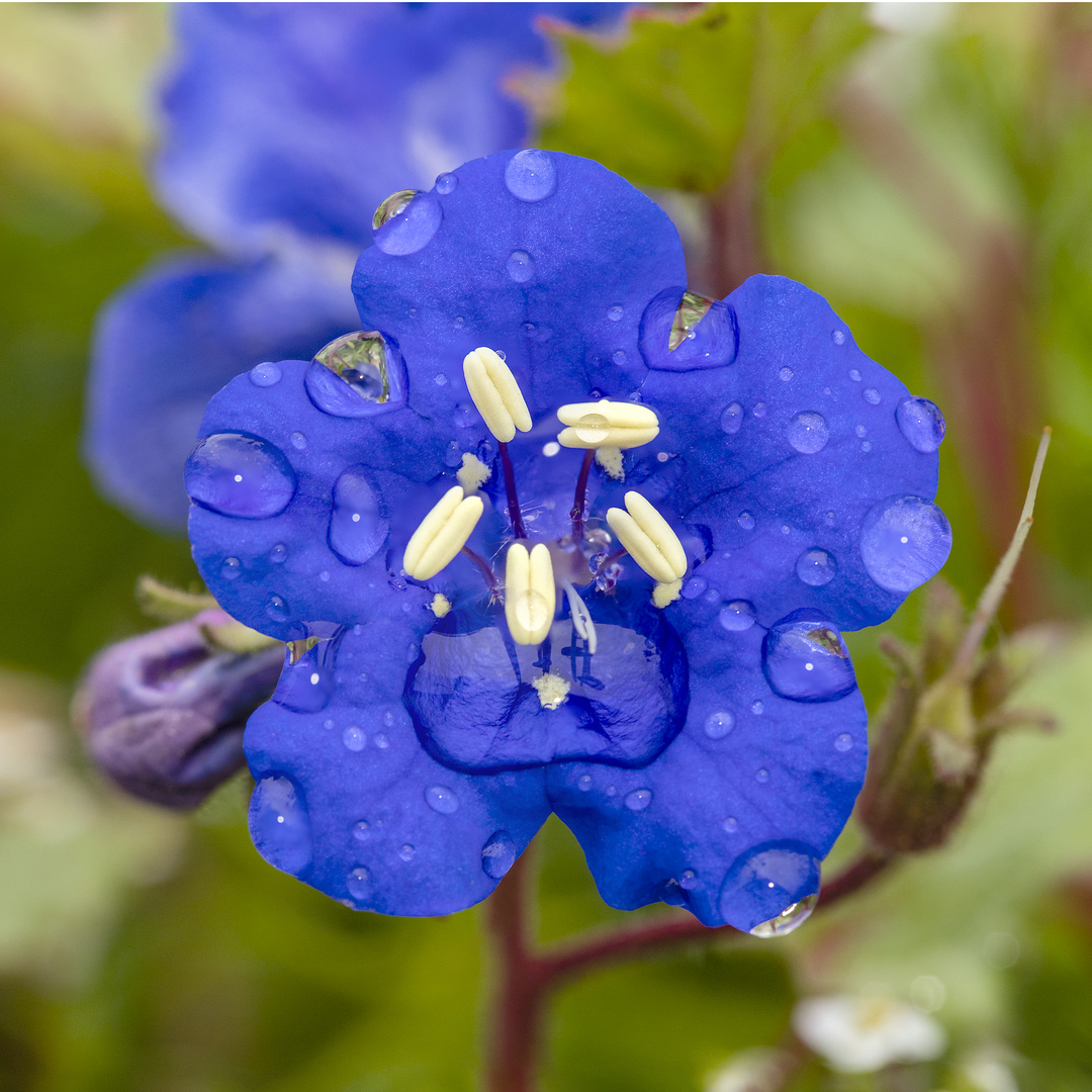 blaues Blümchen zum Spiegeltag