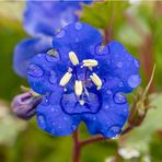 blaues Blümchen zum Spiegeltag