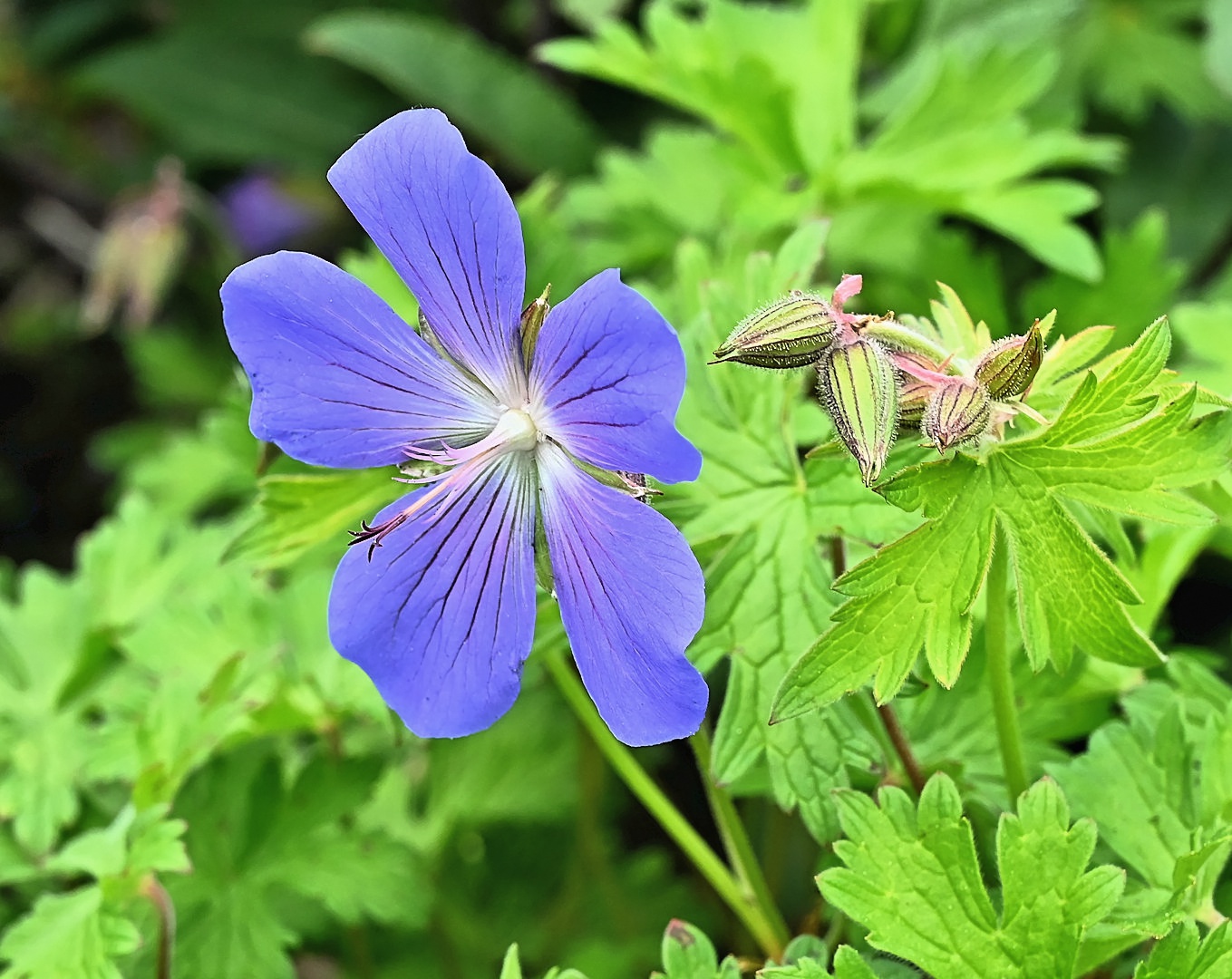 Blaues Blütchen