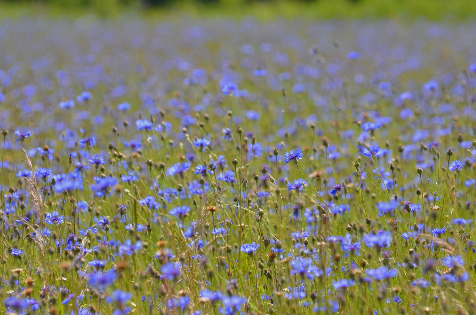 Blaues Blütenmeer mit grünem Horizont 