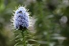 Blaues Blütenwunder von Domenique Hopfgartner 