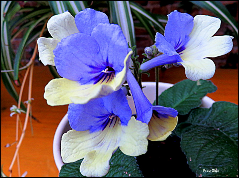 Blaues Blütenwunder