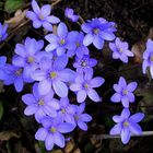 Blaues Blütenwunder