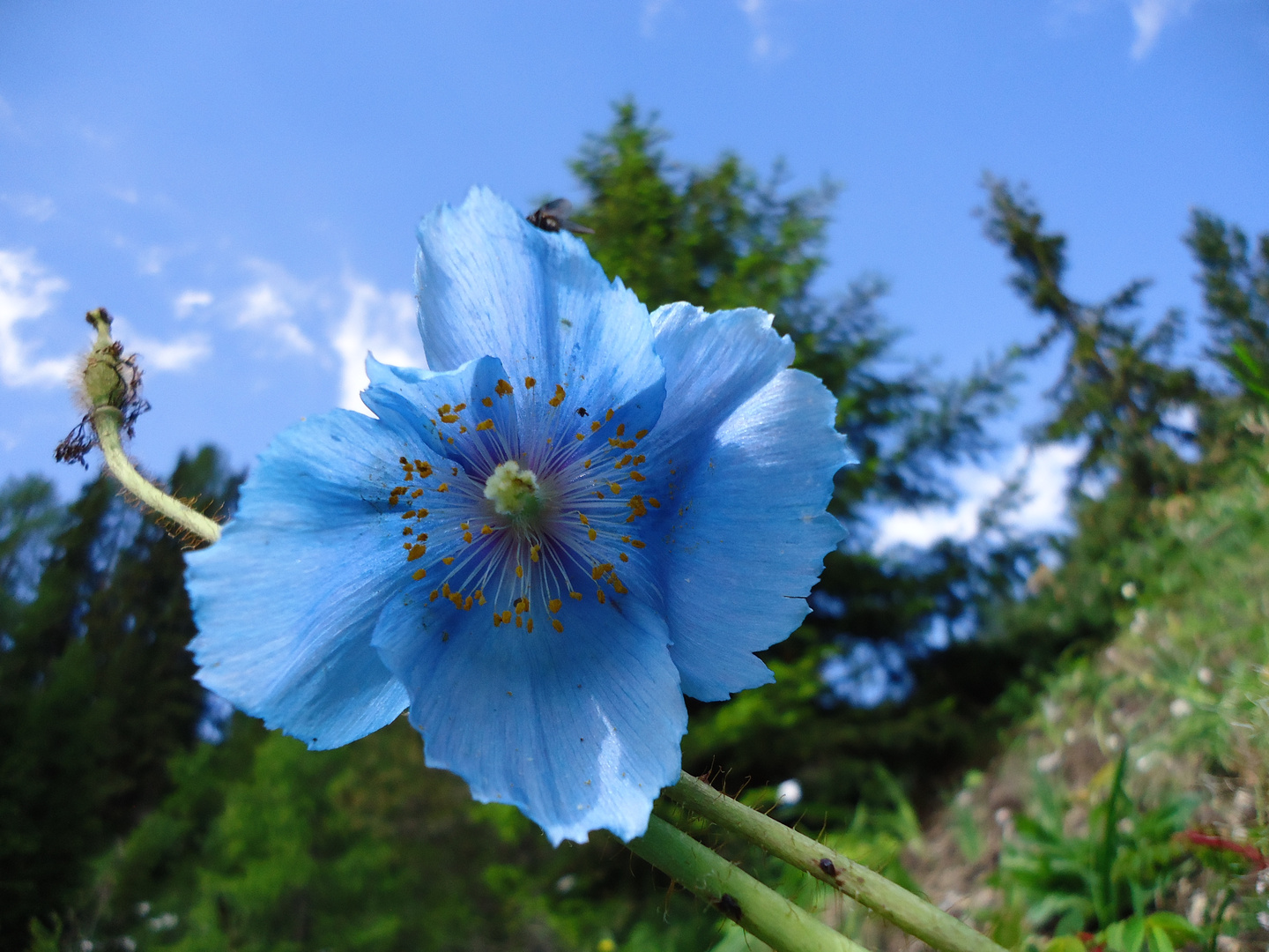 blaues Blütenwunder