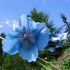 blaues Blütenwunder