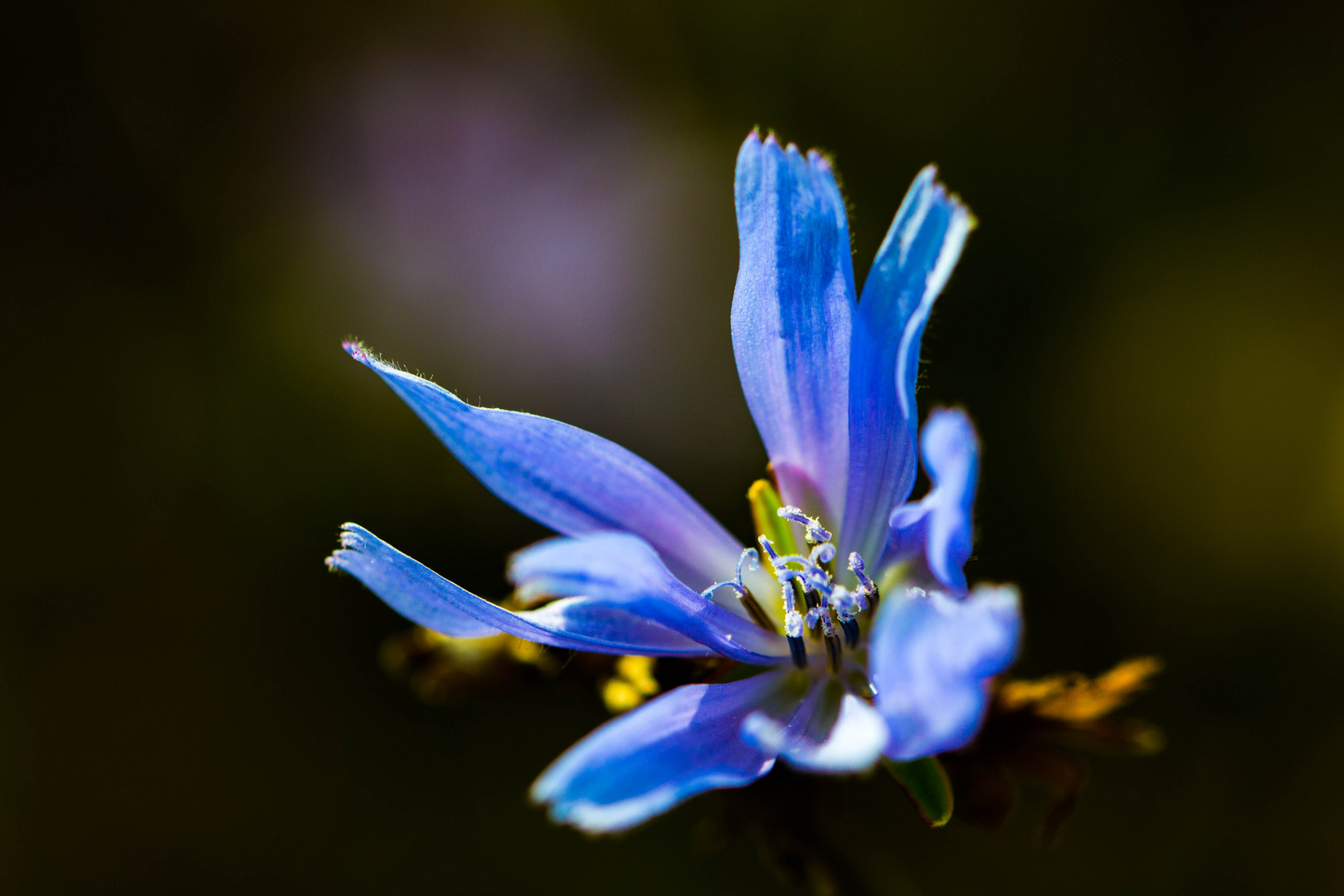 Blaues Blütenwunder