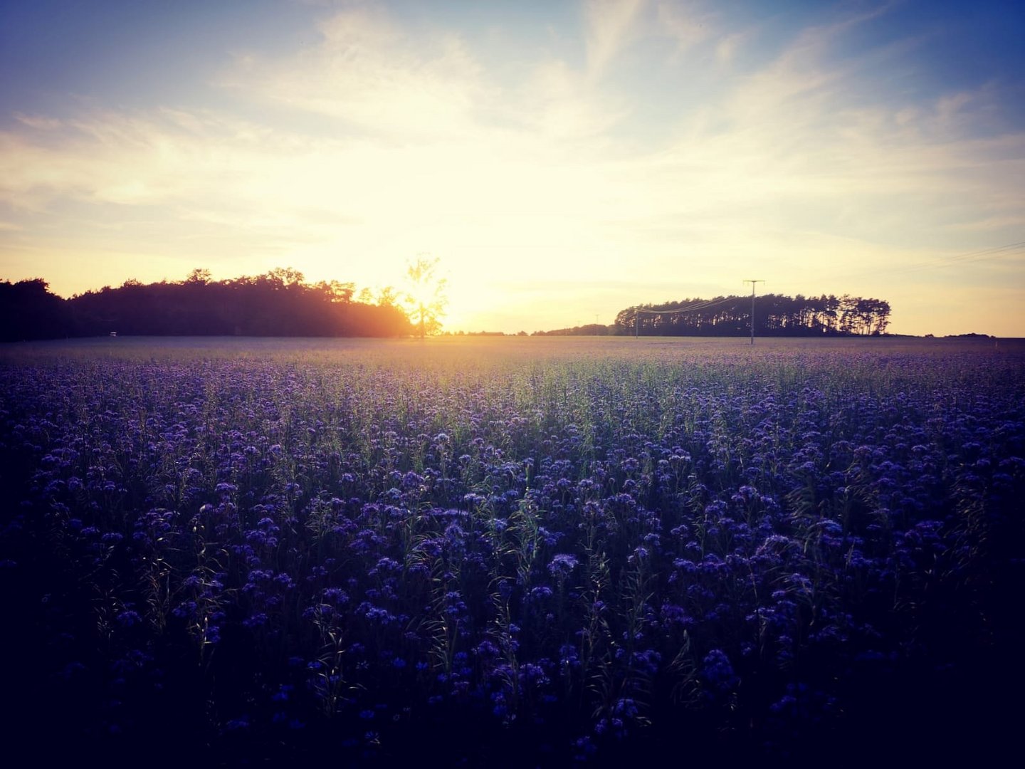 Blaues Blumenmeer