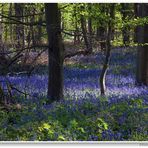 Blaues Blumenmeer in Baal