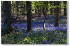 Blaues Blumenmeer in Baal