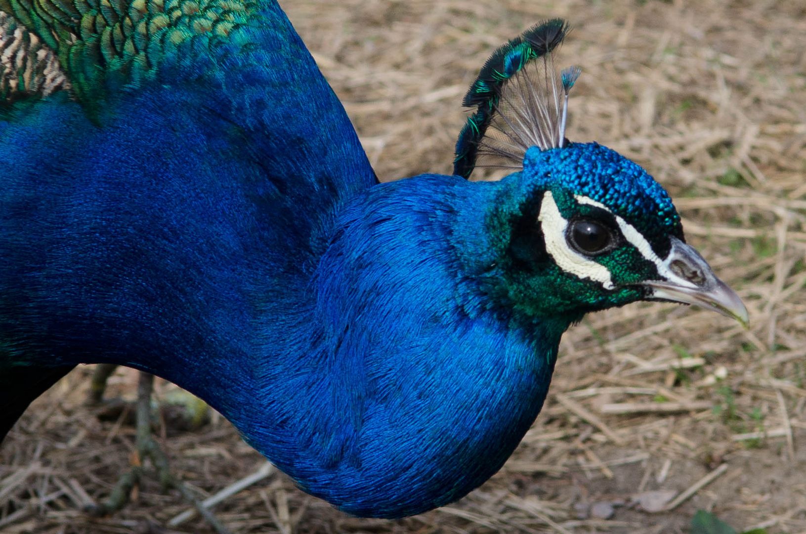 Blaues Blut und  Krone