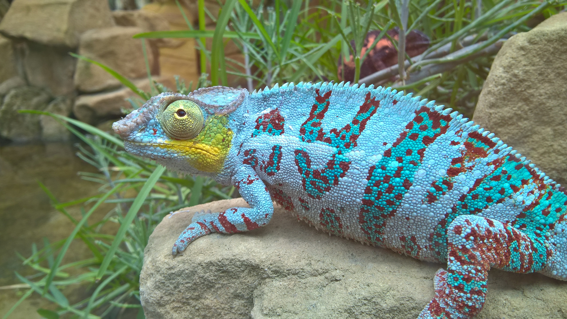 blaues Chamäleon Foto & Bild | zoo, tiere, reptilien Bilder auf